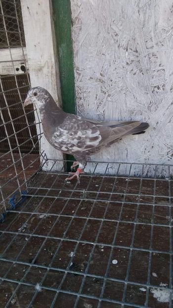  - NU IMI APARTIN ALBUM NR 2