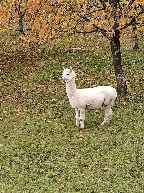 8.11.2020 - ZZZ-A venit toamna