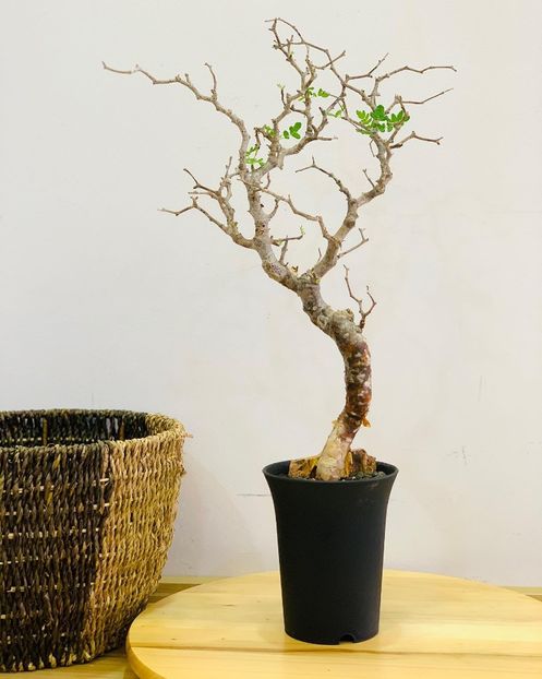 Commiphora monstruosa - Whish list pentru viata urmatoare2