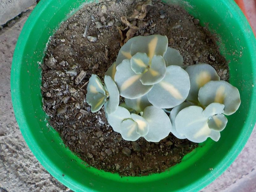  - sedum sieboldii variegat