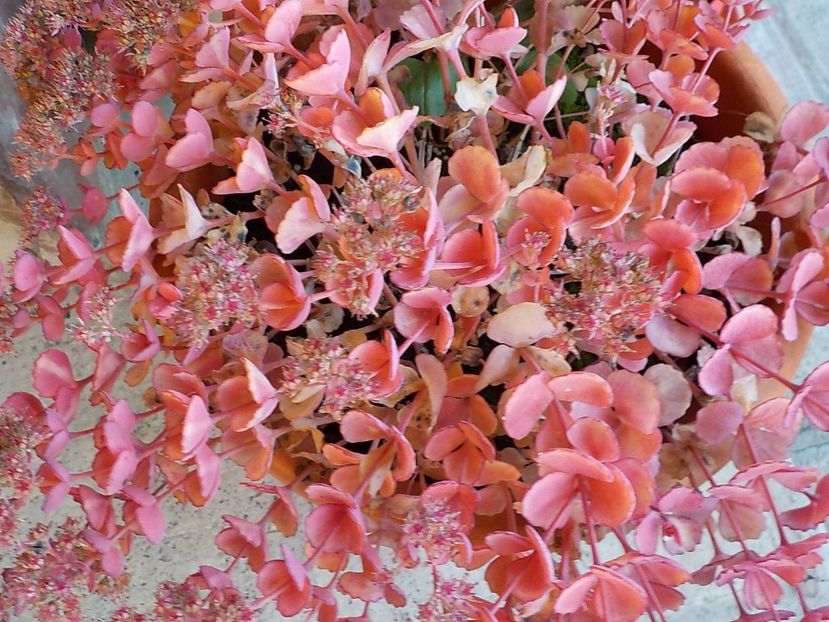  - sedum sieboldii