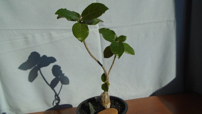 Ficus glumosa - Caudiciforme - pachycaule si bulboase 2020 bis