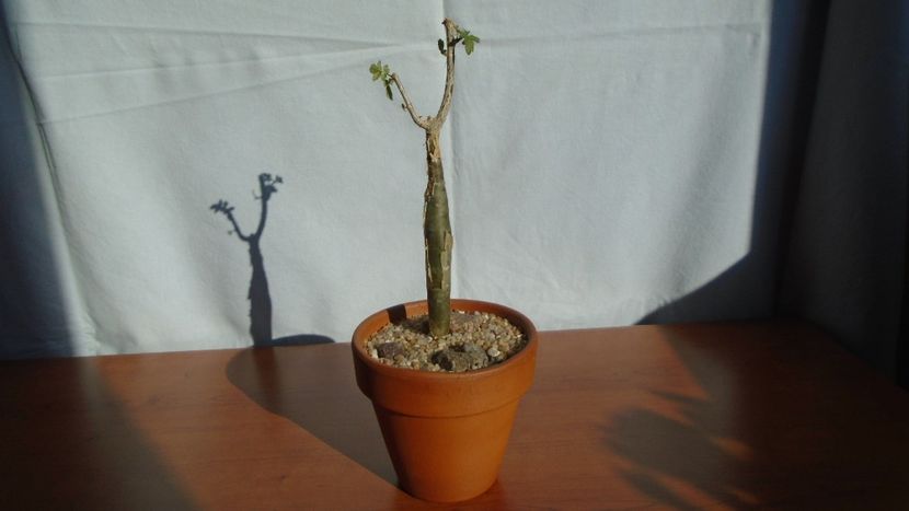 Bursera fagaroides - Caudiciforme - pachycaule si bulboase 2020 bis