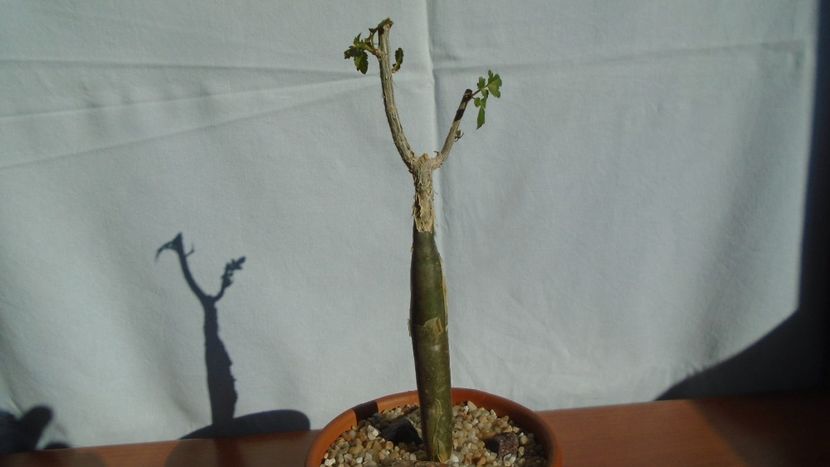 Bursera fagaroides - Caudiciforme - pachycaule si bulboase 2020 bis