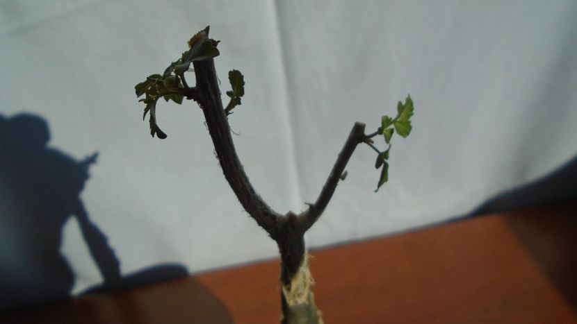 Bursera fagaroides - Caudiciforme - pachycaule si bulboase 2020 bis