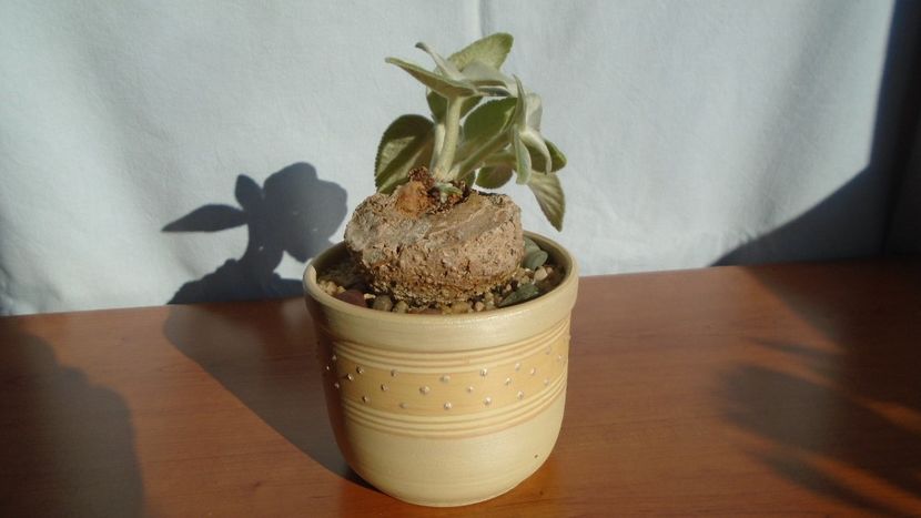 Sinningia leucotricha - Caudiciforme - pachycaule si bulboase 2020 bis
