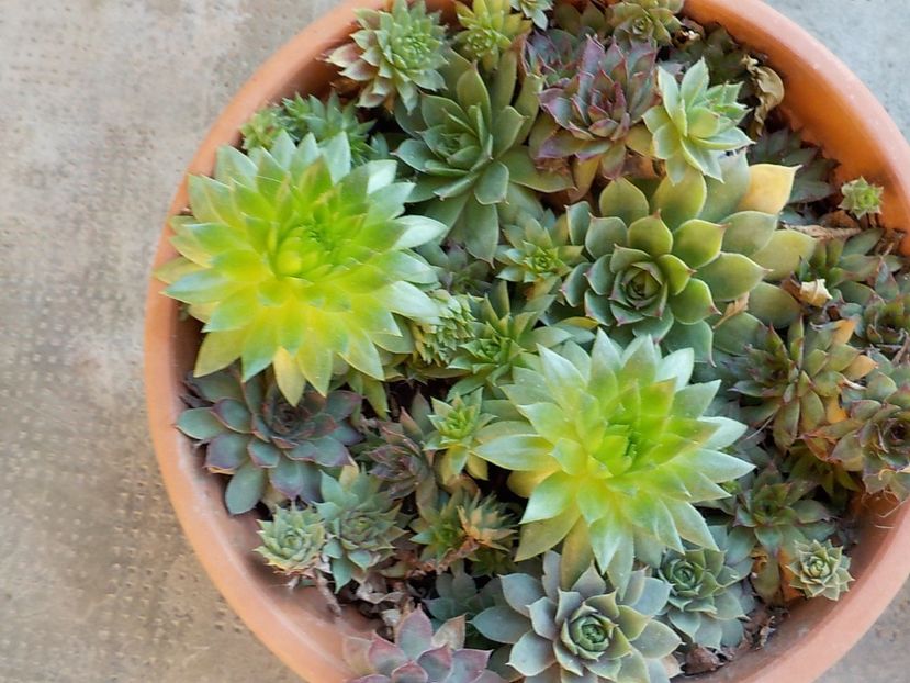  - Genul Sempervivum