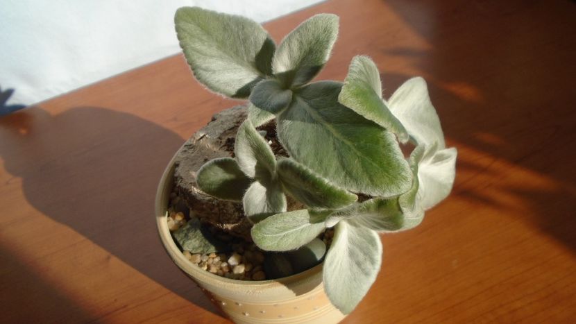 Sinningia leucotricha - Caudiciforme - pachycaule si bulboase 2020 bis