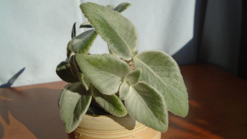Sinningia leucotricha - Caudiciforme - pachycaule si bulboase 2020 bis