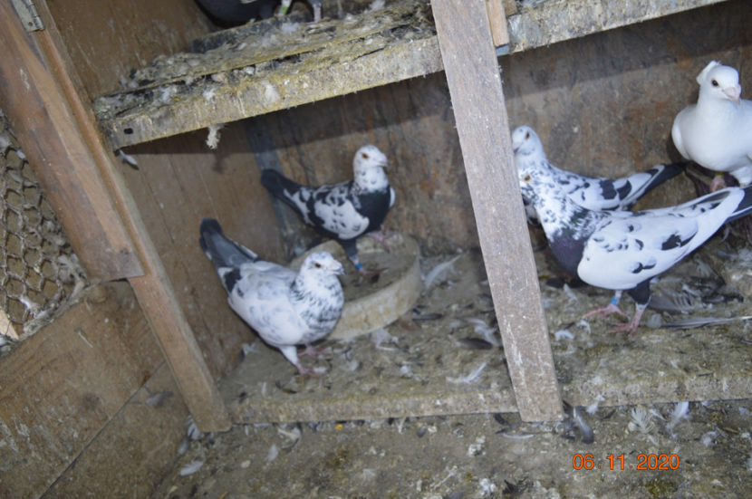 _DSC0114 - porumbei 2020