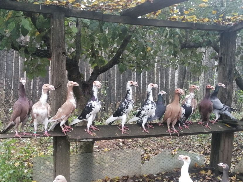  - CARRIER PT MATCA 2021