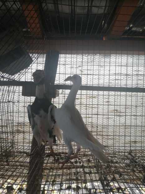  - CARRIER PT MATCA 2021