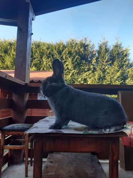 47ABFFF1-7BEC-4680-8369-33D8AFB3F7C3 - New generation 2020