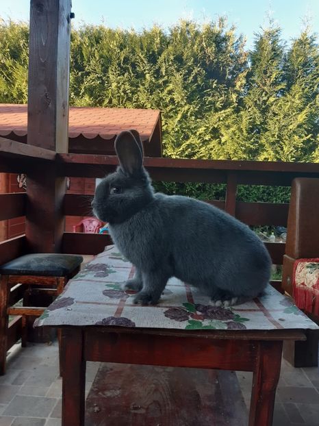 E58D7774-F834-4D5E-AA2E-CE1B711F1032 - New generation 2020