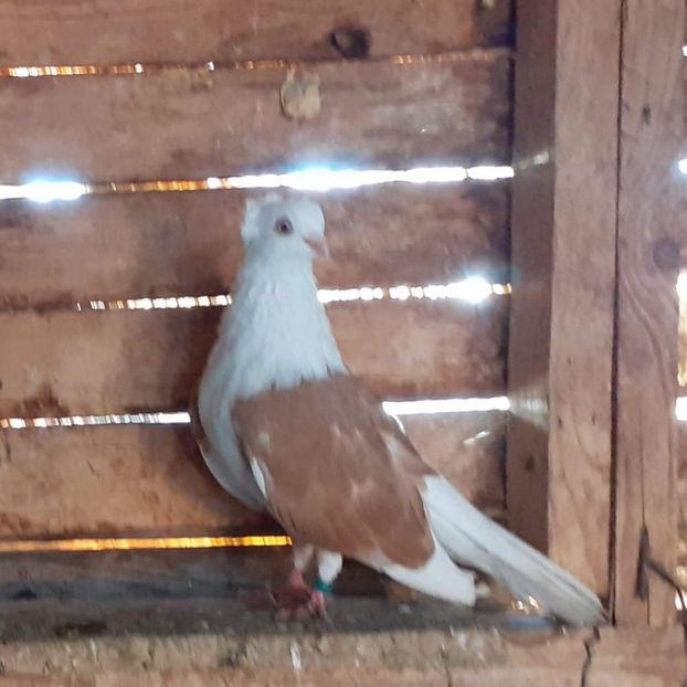  - 5-Jucatori de Amara