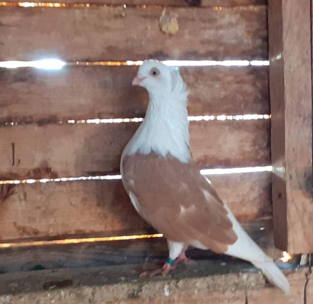  - 5-Jucatori de Amara