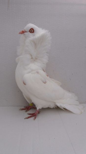 F 2017 - Por capucini