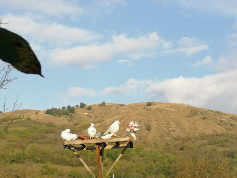  - Voliera de la țară!