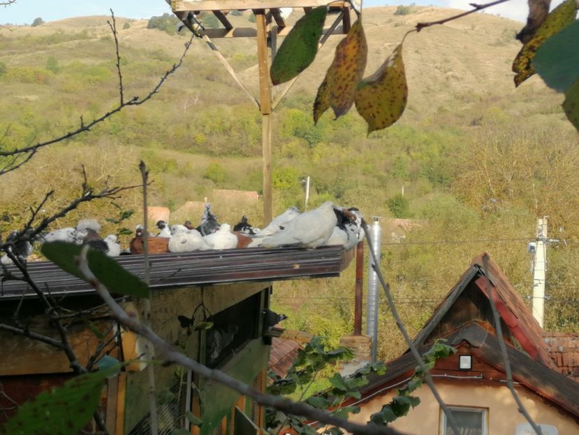  - Voliera de la țară!