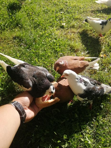  - Voliera de la țară!