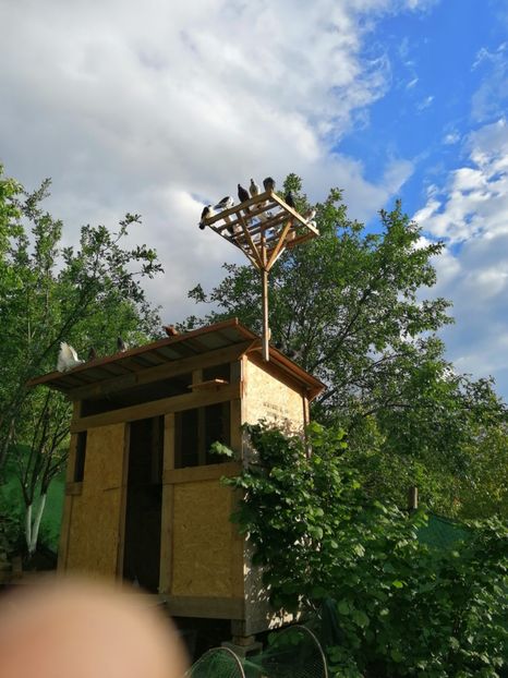  - Voliera de la țară!