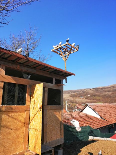  - Voliera de la țară!