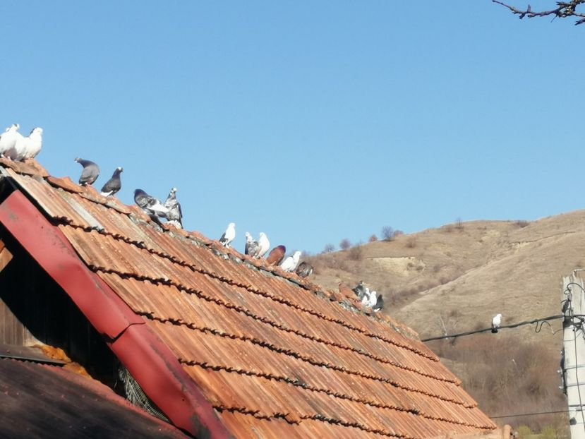  - Voliera de la țară!