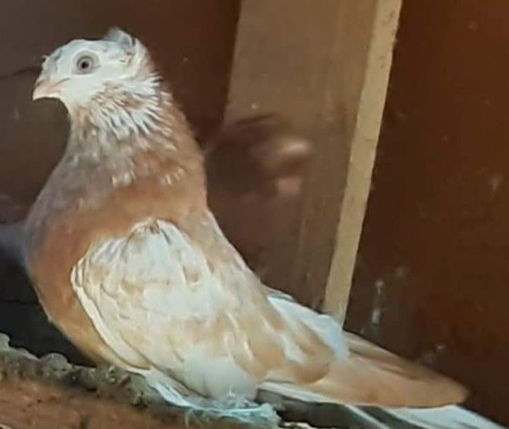  - 8-Jucatorii de Ardeal vechi