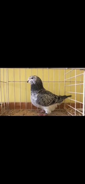 Screenshot_20201108-190949_Gallery - Disponibili de vanzare