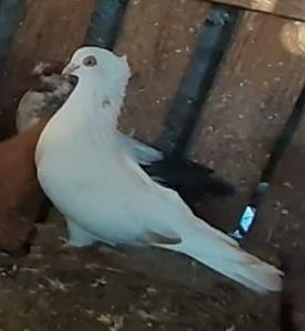  - 5-Jucatori de Amara