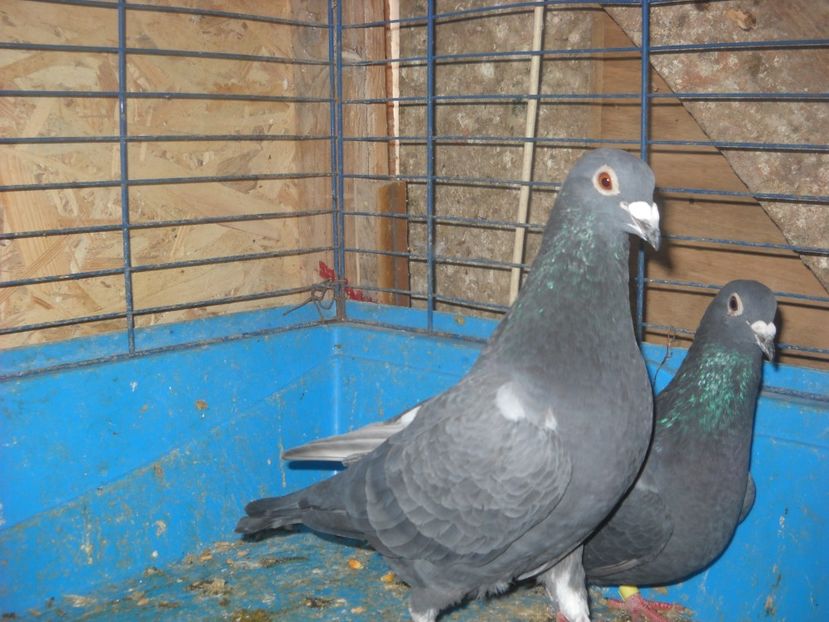  - PORUMBEI VANDUTI 2