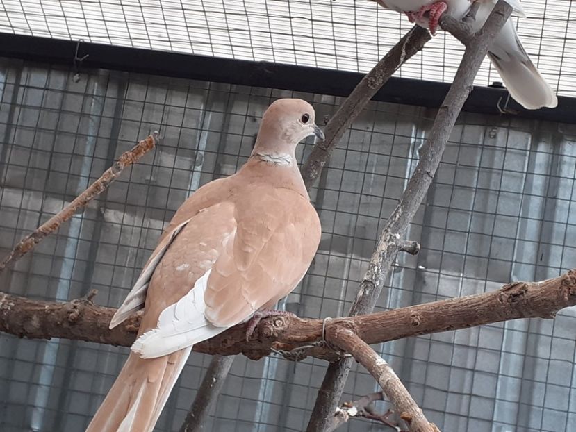  - Turturile rîzătoare de vînzare