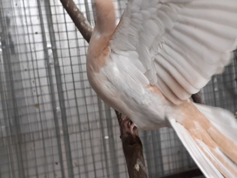  - Turturile rîzătoare de vînzare