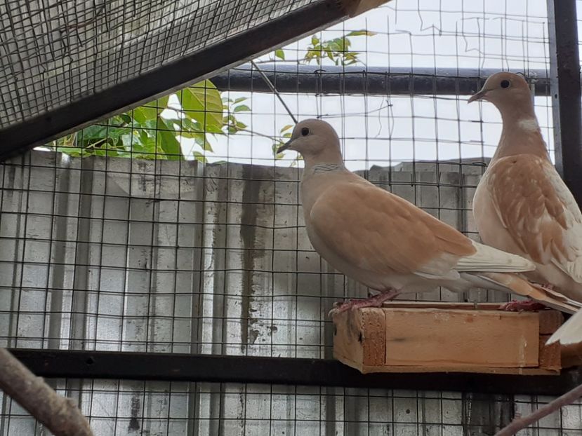  - Turturile rîzătoare de vînzare