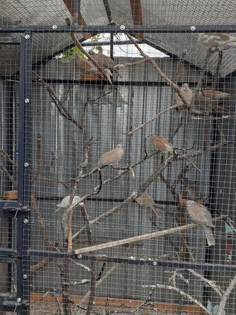  - Turturile rîzătoare de vînzare