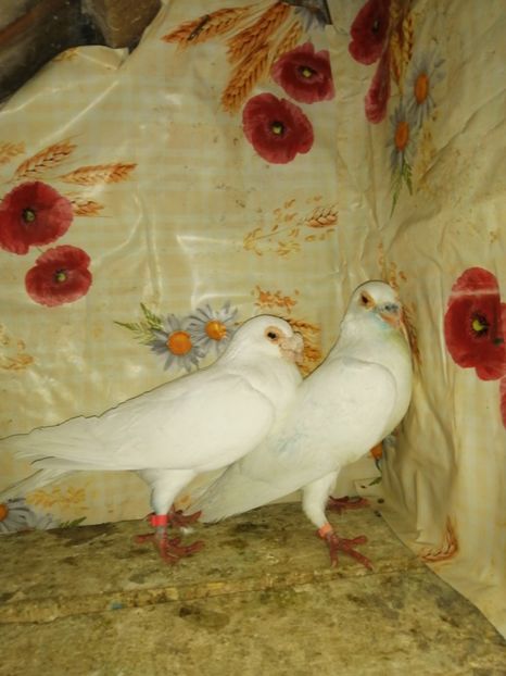  - Porumbei 2020-2021 matca tip vechi