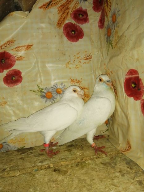  - Porumbei 2020-2021 matca tip vechi