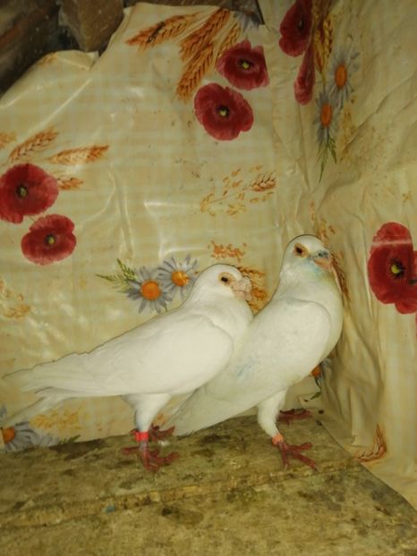  - Porumbei 2020-2021 matca tip vechi