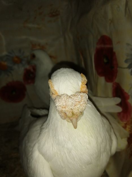  - Porumbei 2020-2021 matca tip vechi