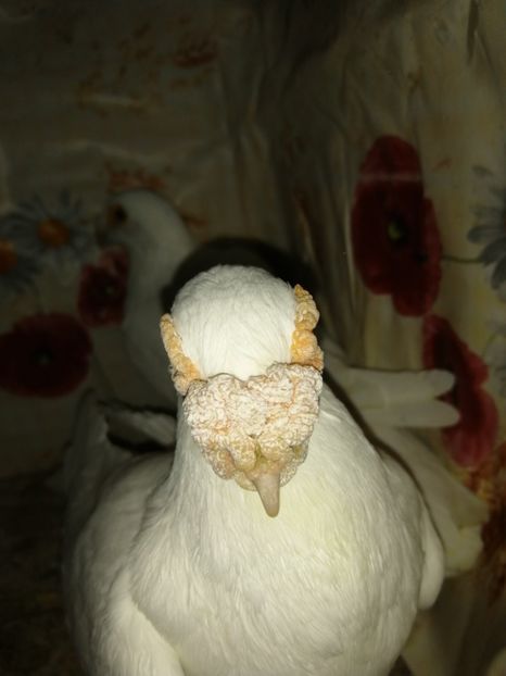  - Porumbei 2020-2021 matca tip vechi