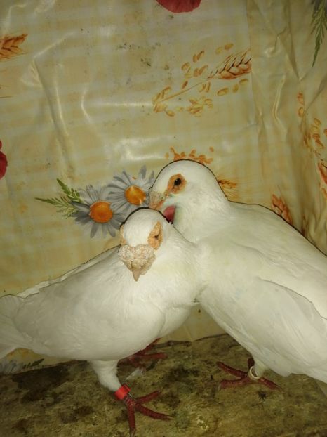  - Porumbei 2020-2021 matca tip vechi