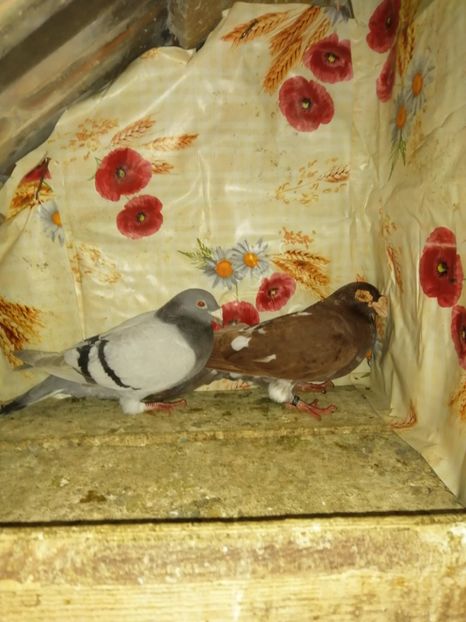  - Porumbei 2020-2021 matca tip vechi