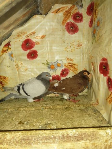  - Porumbei 2020-2021 matca tip vechi