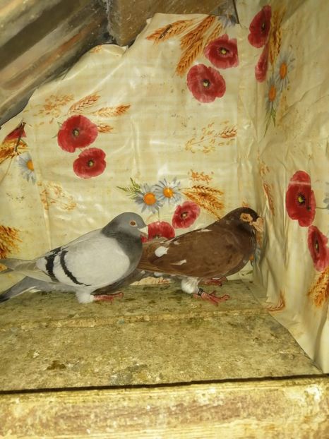  - Porumbei 2020-2021 matca tip vechi