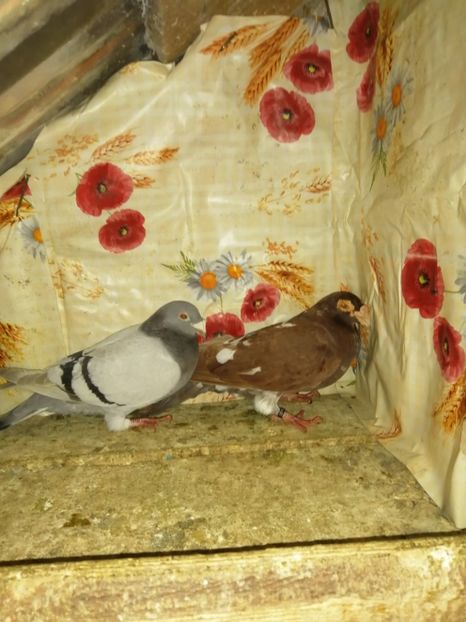  - Porumbei 2020-2021 matca tip vechi