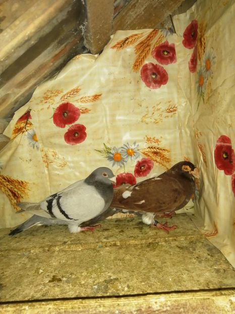  - Porumbei 2020-2021 matca tip vechi