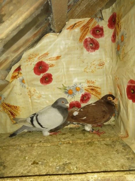  - Porumbei 2020-2021 matca tip vechi