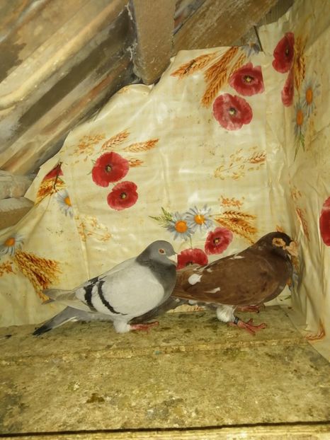  - Porumbei 2020-2021 matca tip vechi