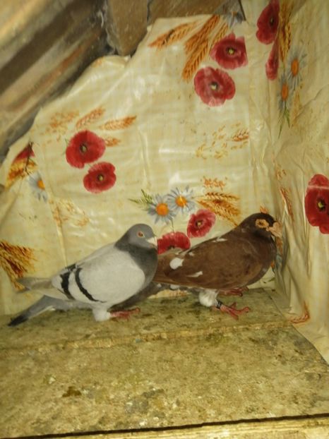  - Porumbei 2020-2021 matca tip vechi