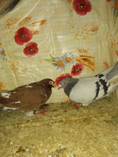  - Porumbei 2020-2021 matca tip vechi